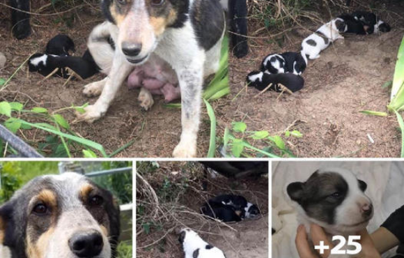 Desperate mother dog and her starving puppies, left homeless and helpless, wait in vain for a miracle on the streets—until one fateful encounter changes everything.