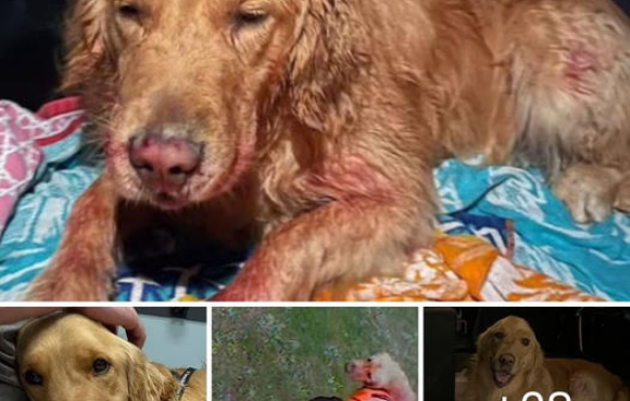 Leo, a golden retriever, defies the odds and is rescued after falling 300 feet from a cliff in an Oregon state park.-dtht