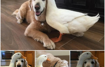 You won't believe it, but a dog and a duck formed the unlikeliest friendship that will melt your heart.-dtht